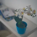 Orchidea 3*