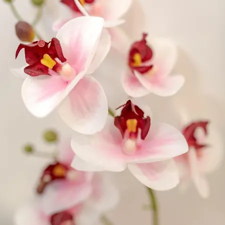 Bed and Breakfast Orchidea 4*