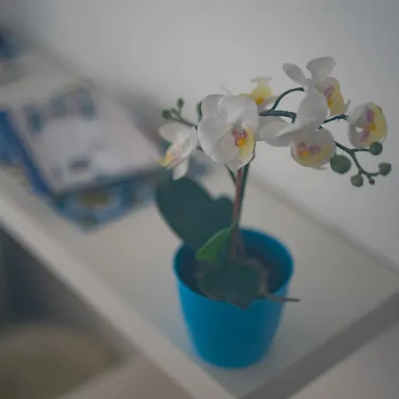 Orchidea 3*